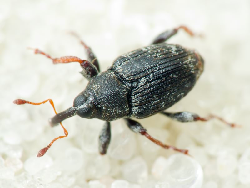 Coryssomerus capucinus (Beck, 1817)